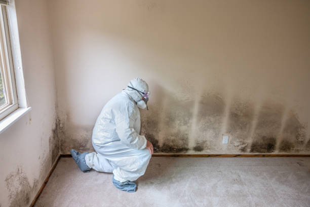 Best White Mold Remediation in Thurmont, MD