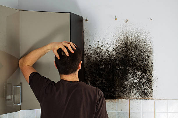 Best Basement Mold Remediation in Thurmont, MD